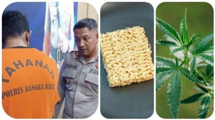 Pemuda di Bangka Barat ketagihan konsumsi ganja yang dicampur ke mie instan