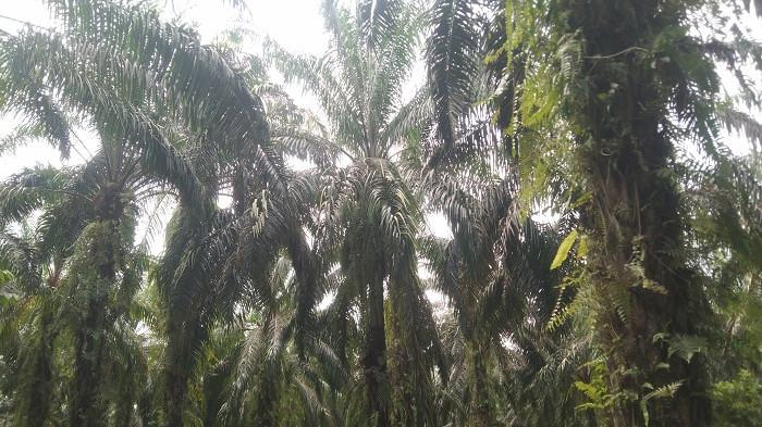 KEBUN SAWIT: Perkebunan kelapa sawit milik masyarakat di kawasan Suro Makmur, Kabupaten Aceh Singkil, Kamis (31/7/2025).