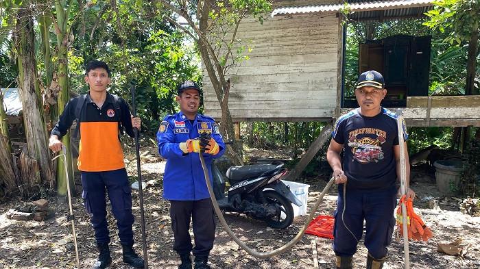 TANGKAP ULAR - Petugas BPBD Aceh Besar menangkap ular jenis King Kobra dengan menggunakan stick di Gampong Weusiteh, Kecamatan Suka Makmur, Aceh Besar, Sabtu (19/7/2025).