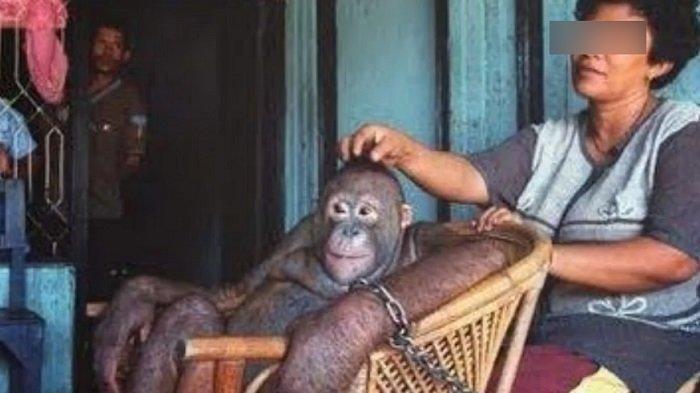 Pony, Orangutan yang Dijadikan Budak Nafsu dengan Bayaran Rp38 Ribu di Kalimantan