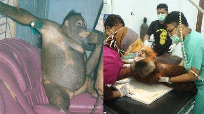 Pony, Orangutan yang Dijadikan Budak Nafsu dengan Bayaran Rp38 Ribu di Kalimantan