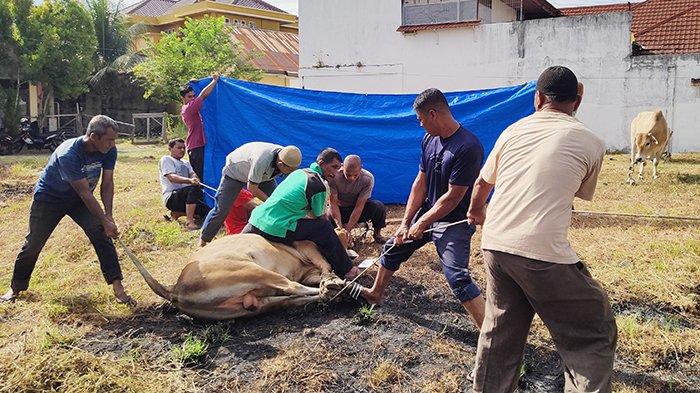 Warga Gampong Jeulingke sedang menyembelih hewan kurban di sekitar Masjid Al Jihad, Jeulingke, Banda Aceh, Kamis 10 Dzulhijjah 1444 H / 29 Juni 2023.
