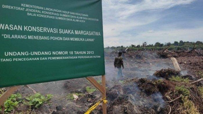 Kondisi hutan lindung di kawasan Suaka Margasatwa Rawa Singkil, di Gampong Lhok Raya, Kecamatan Trumon Tengah, Aceh Selatan.