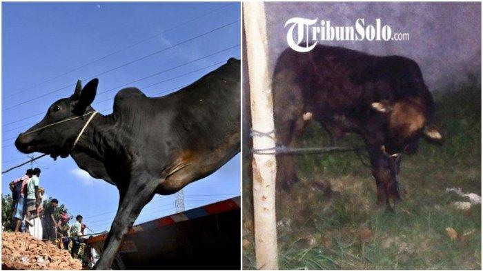 Sapi kurban milik Masjid Al Istiqomah Klaten ngamuk.