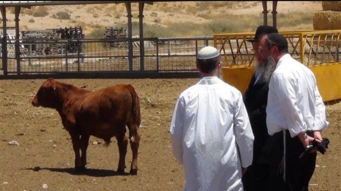 Seekor sapi merah yang didatangkan khusus dari Texas, AS, dilaporkan sudah berada di Yerusalem. Temple Institute Israel dijadwalkan mengadakan konferensi pada Rabu (27/3/2024) untuk membahas persiapan ritual keagamaan pengorbanan sapi merah. Ritual ini bertujuan untuk bersuci dari 'najis orang mati' agar kau Yahudi bisa memasuki kawasan Masjid Al-Aqsa.