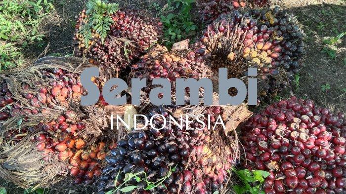 TBS KELAPA SAWIT: Tumpukan tanda buah segar kelapa sawit hasil produksi kebun masyarakat Aceh Singkil.