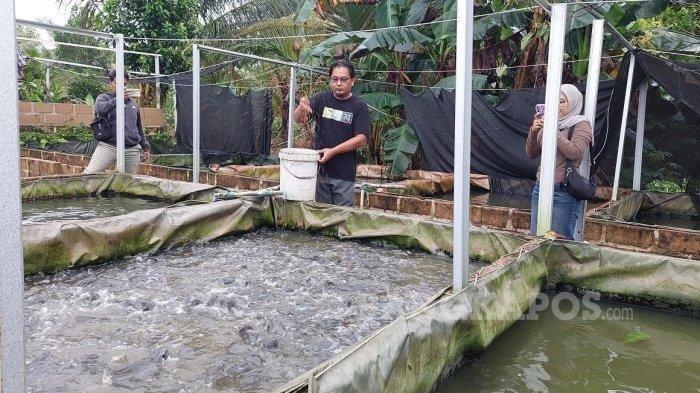 BUDIDAYA LELE - Yudi Arista ketika tengah memberikan pakan ikan lele di kolam budidaya miliknya di Kelurahan Teladan, Kecamatan Toboali, Kabupaten Bangka Selatan, Sabtu (26/4/2025). Dari bisnis budidaya 30 kolam ikan lele dirinya mampu meraup omzet hingga Rp30 juta.