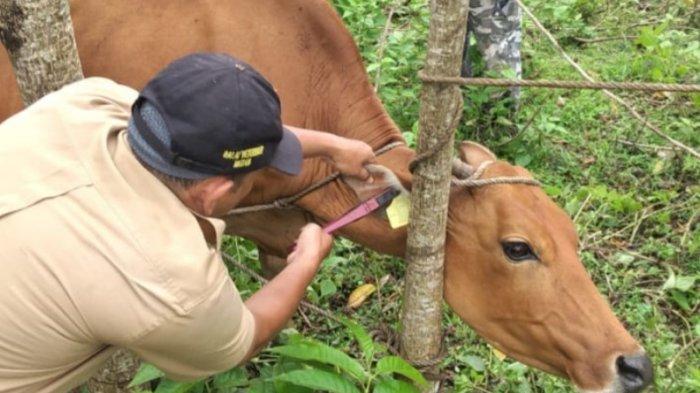 Ini Tanda Sapi di Lhokseumawe Sudah Tuntas Divaksin PMK, Ada Anting ...