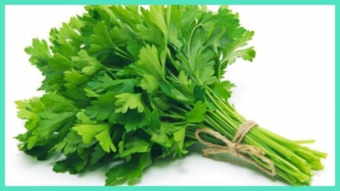 Daun seledri