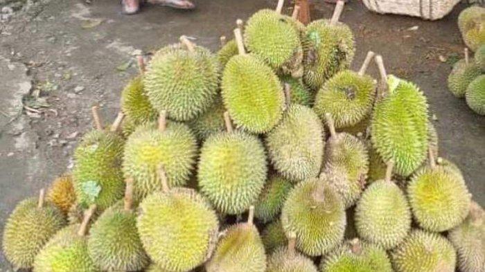 Buah durian hasil dari perkebunan warga di pegunungan Gampong Gunong Cut, Kecamatan Tangan-tangan, Kabupaten Abdya, baru-baru ini