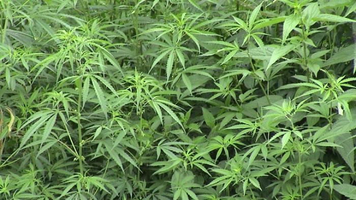 Tanaman ganja