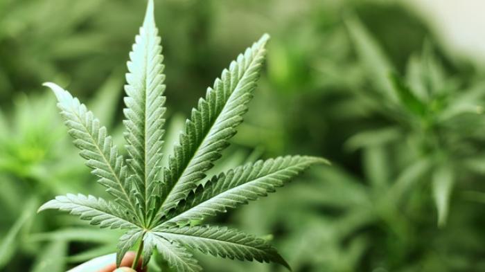 ilustrasi daun ganja
