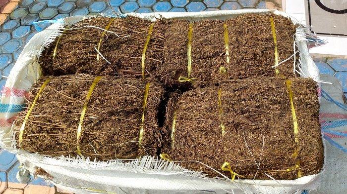 Barang bukti narkoba jenis ganja yang disita oleh personel Kodim 0104/ Aceh Timur dan Koramil 01/ Peunaron tiba di Sat Resnarkoba Aceh Timur, Jumat (12/1/2024).