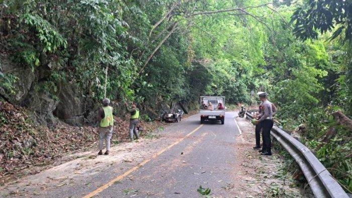 HATI HATI Pohon Tumbang ke Badan Jalan di Gunung Geurutee, Lalu Lintas Sempat Terhambat, Warga Diimbau Waspada - Serambinews.com