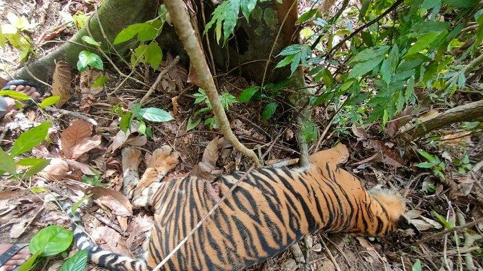 Harimau Sumatera yang ditemukan mati akibat diracun usai memangsa sejumlah kambing milik warga di kawasan Peunaron, Aceh Timur, Rabu (23/2/2023).
