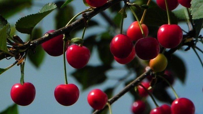 Ilustrasi buah ceri Acerola