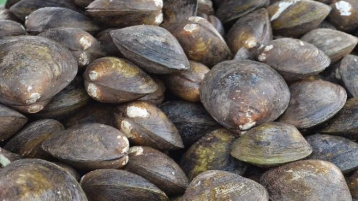 Kerang Lokan