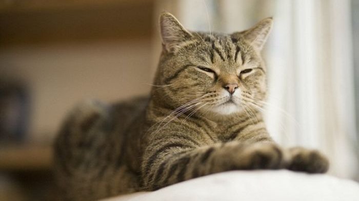 Sejarah penyebaran kucing.