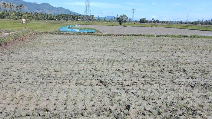 Petani di Gampong Baet Mesjid, Kecamatan Sukamakmur Kabupaten Aceh Besar mengunakan mesin pompa air untuk mengairi lahan sawah mengantisipasi kekeringan, Kamis (20/7/2023).