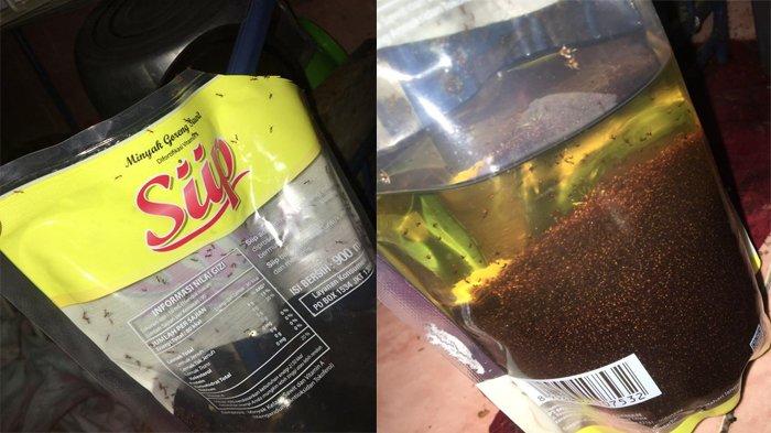 Tips Menyimpan Minyak Goreng Agar Tidak Bau Tengik dan Tahan Lama, Ini
