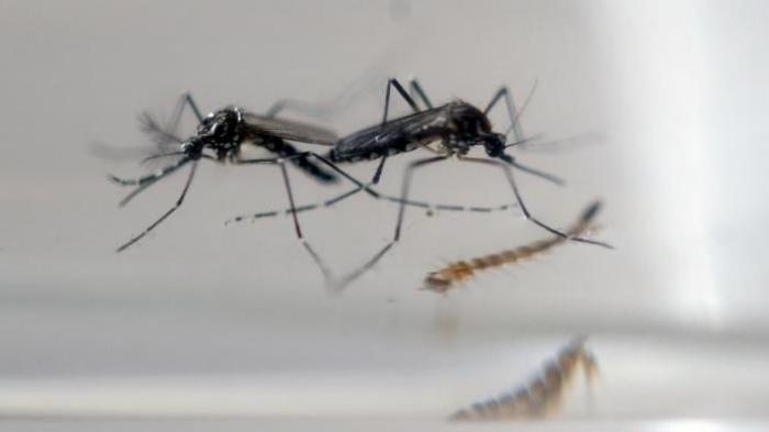 Nyamuk Aedes Aegypti.