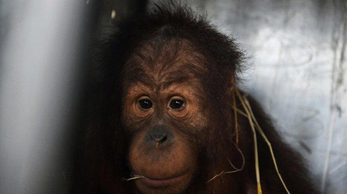 FOTO - Orangutan Ung Aing dan Natalee Dipulangkan ke Indonesia Setelah
