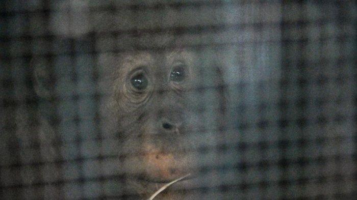 FOTO - Orangutan Ung Aing dan Natalee Dipulangkan ke Indonesia Setelah
