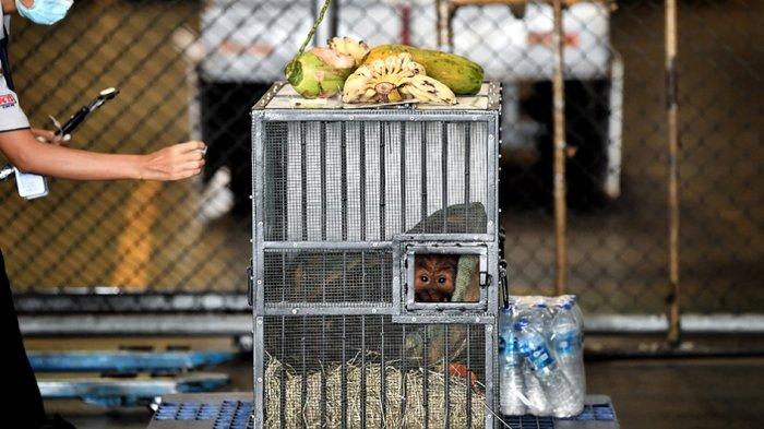 FOTO - Orangutan Ung Aing dan Natalee Dipulangkan ke Indonesia Setelah