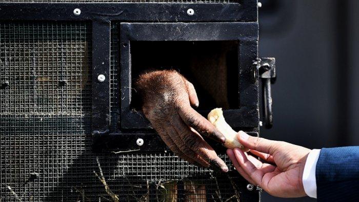 FOTO - Orangutan Ung Aing dan Natalee Dipulangkan ke Indonesia Setelah