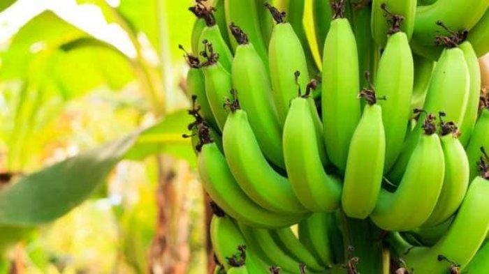 pisang belum matang