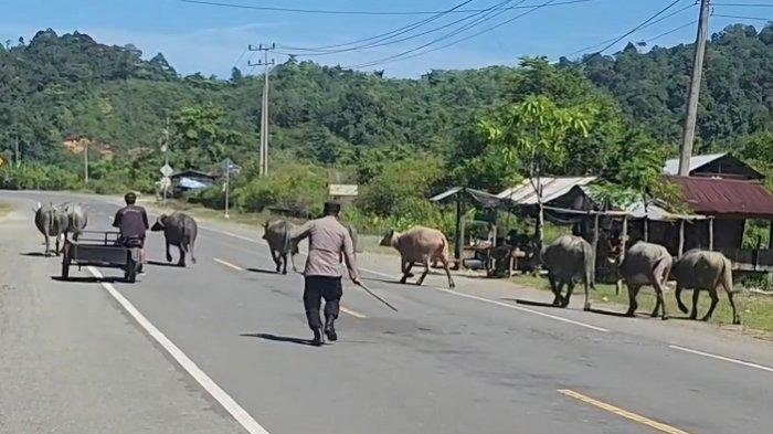 Kapolsek Jaya, Ipda Yuniadi, bersama personel Polsek Jaya, turun langsung melakukan penertiban terhadap hewan ternak yang berkeliaran di sepanjang Jalan Nasional tepatnya di Desa Kuala, Dusun Bahagia, Kecamatan Indra Jaya, Kabupaten Aceh Jaya, Senin (21/10/2024)
