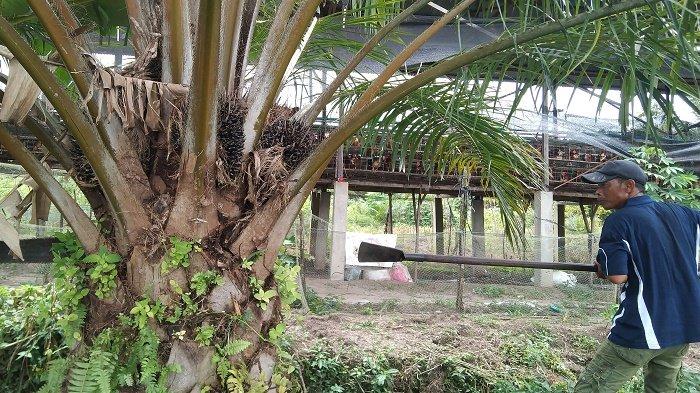 Pasca-banjir, produksi sawit Aceh Singkil turun 30 persen