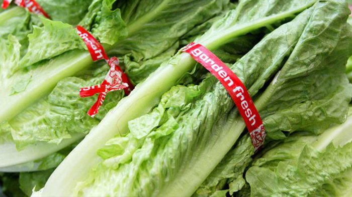 Selada E-Coli
