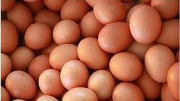 TELURA AYAM RAS 2
