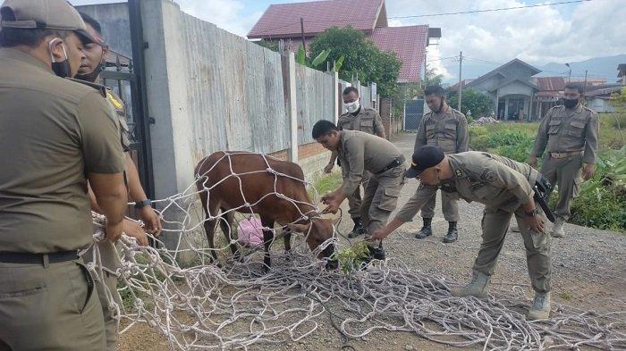 Warga Tanjung Babia Siap Bantu Satpol Tertibkan Sapi Liar, Kritik Denda Tak Efektif