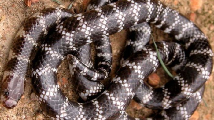 Inilah Vermicella parscauda, spesies baru ular berbisa yang ditemukan di Australia.