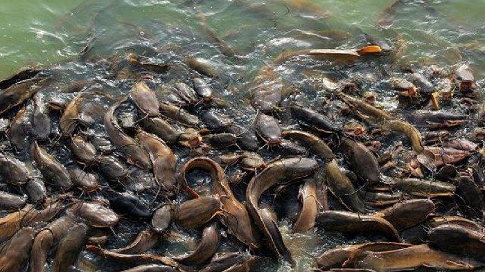 Warga Desa Telaga Bhakti memanen ikan lele hasil budidaya sistem bioflok.