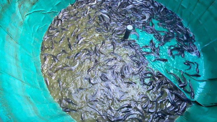 warga Desa Telaga Bhakti memanen ikan lele hasil budidaya sistem bioflok.
