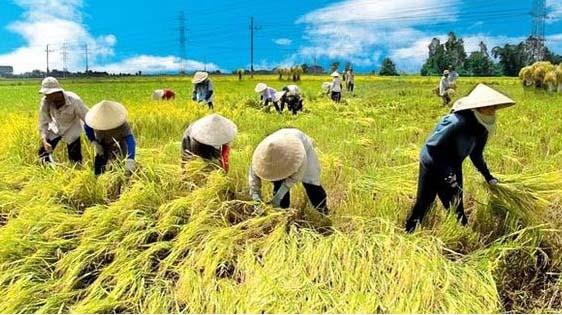Petani yang merupakan nasabah PT. BPRS Mustaqim Aceh (Perseroda) memanen padi di sawah kawasan
Indrapuri, Aceh Besar, baru-baru ini.