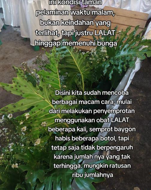 Ribuan lalat mengerumuni hiasan plaminan saat resepsi pernikahan berlangsung.
