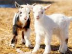 Kambing-Pygmy.jpg