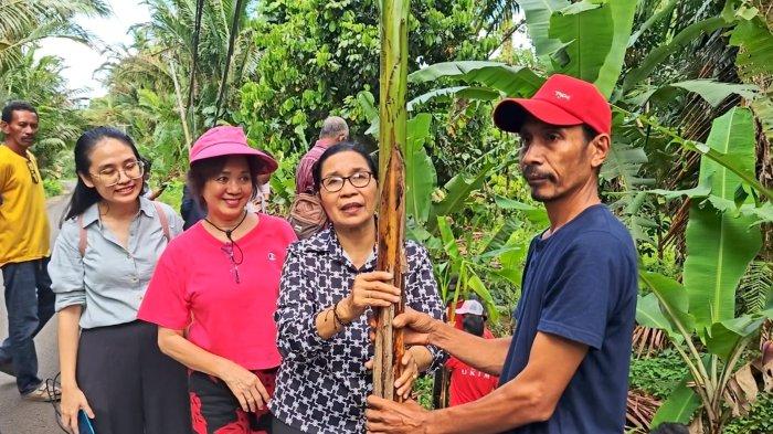 Penyerahan anakan Pisang Tongka Langit dari Unpatti dan ITB kepada Ketua Lembaga Agroforestri Negeri Rutong, Nervi Isaac.