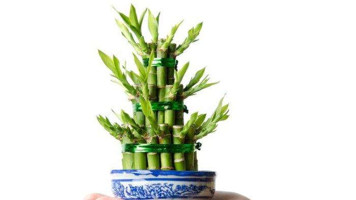 Ilustrasi tanaman hias Dracaena sanderiana atau bambu rejeki. (SHUTTERSTOCK/PAN XUNBIN)