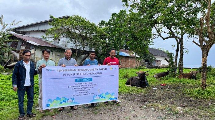 PT PLN (Persero) Unit Induk Wilayah Maluku dan Maluku Utara menyalurkan sebanyak 77 ekor sapi dan 2 ekor kambing dalam rangka Idul Adha 1445 H.