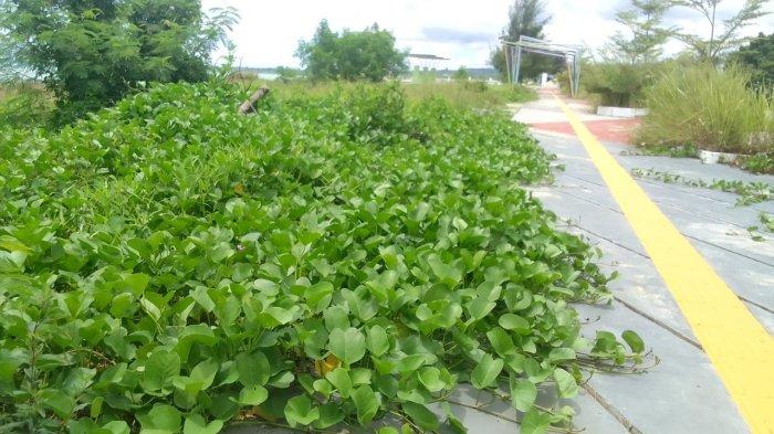 PANTAI WAILOLA - Kondisi pantai Wailola, kota Bula, kabupaten Seram Bagian Timur (SBT) dipenuhi rumput dan tanaman liar, Selasa (8/4/2025).