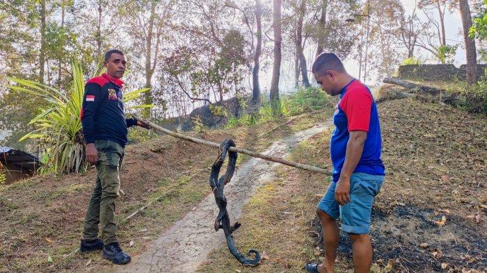 Seekor ular piton menjadi korban kebakaran Hutan dan Lahan di kawasan Kayu Putih, Kecamatan Sirimau, Kota Ambon, Rabu (28/2/2024).