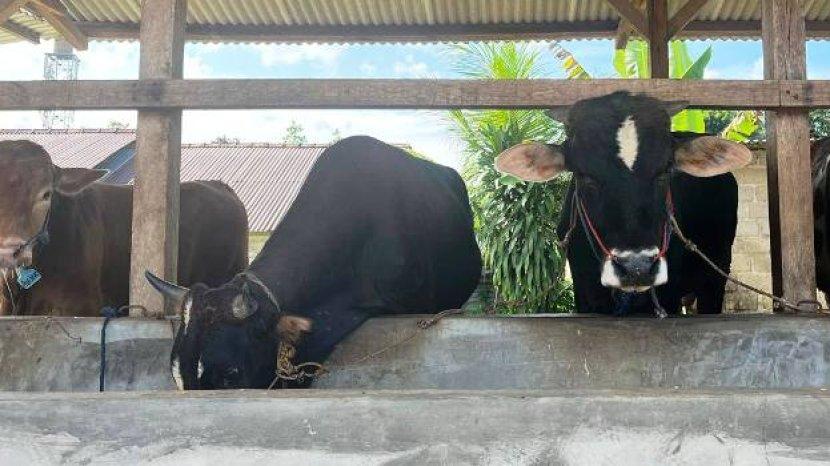 20250603_Sapi-kurban.jpg