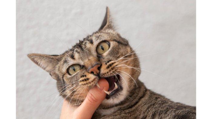 Ilustrasi kucing - 5 Arti Mimpi Diserang Kucing, Pertanda Akan Menghadapi Konflik