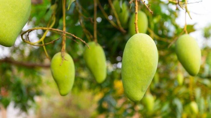 7 Manfaat Luar Biasa Mangga untuk Menyehatkan Otak secara Alami