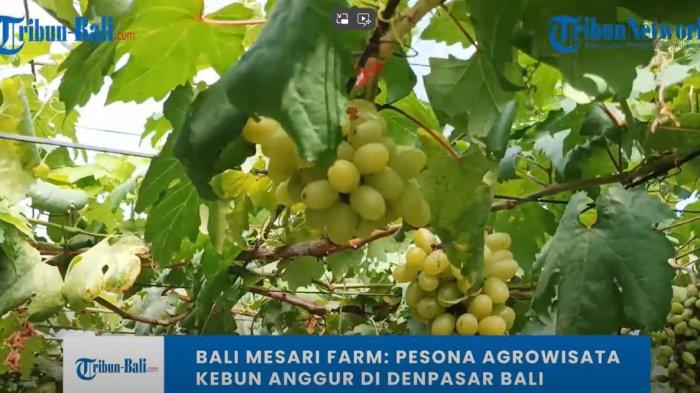 Bali Mesari Farm.